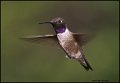 _1SB4806 black-chinned hummingbird
